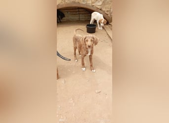 Kleine Chocolate sucht liebevolle Familie