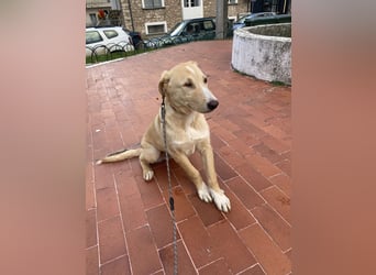 Odin - Kokoni Mix  möchte eine Chance