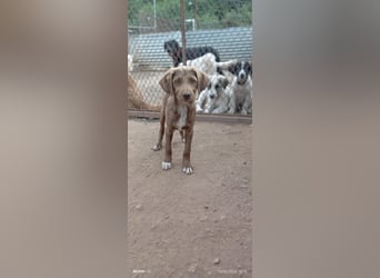 Kleine Chocolate sucht liebevolle Familie