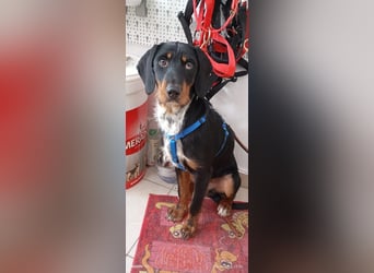 Lako, BrackenMix gibt die Hoffnung nicht auf