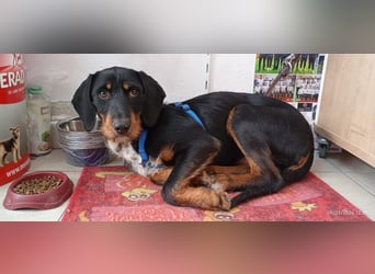 Lako, BrackenMix gibt die Hoffnung nicht auf