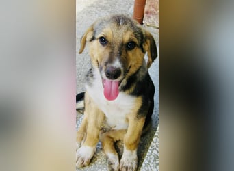 Naomi, wunderschöne Mischlingshündin