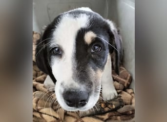 Kleiner Kuschler Oreo sucht liebevolle Familie