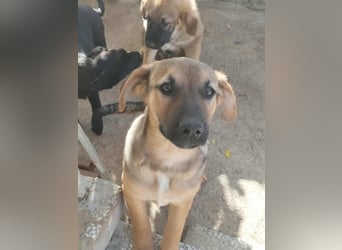 Zarte freundliche Hazel möchte ihre eigene Familie