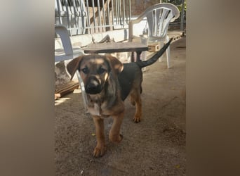 Zarte freundliche Hazel möchte ihre eigene Familie