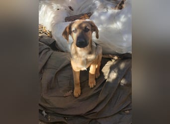 Zarte freundliche Hazel möchte ihre eigene Familie