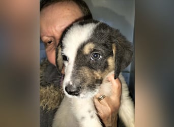 Kleiner Kuschler Oreo sucht liebevolle Familie