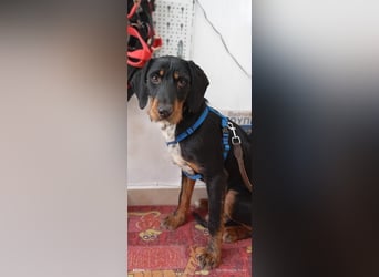 Lako, BrackenMix gibt die Hoffnung nicht auf