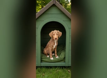 Kleine Chocolate sucht liebevolle Familie