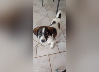 Menschenbezogener Luca sucht seine Familie