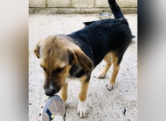 Naomi, wunderschöne Mischlingshündin