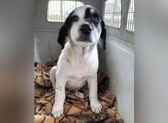 Kleiner Kuschler Oreo sucht liebevolle Familie