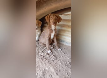 Kleine Chocolate sucht liebevolle Familie