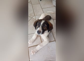 Menschenbezogener Luca sucht seine Familie