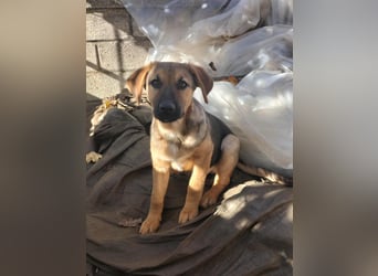 Zarte freundliche Hazel möchte ihre eigene Familie