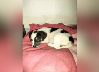Kleiner Kuschler Oreo sucht liebevolle Familie