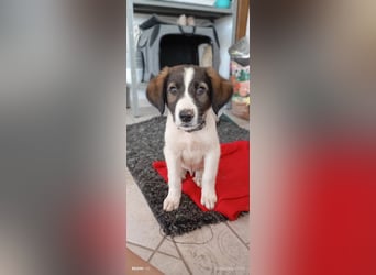 Menschenbezogener Luca sucht seine Familie