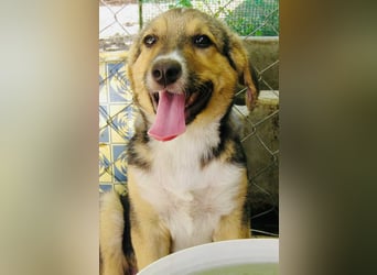 Naomi, wunderschöne Mischlingshündin