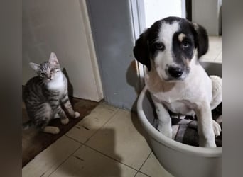 Kleiner Kuschler Oreo sucht liebevolle Familie