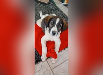 Menschenbezogener Luca sucht seine Familie