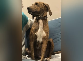 Sanfte Lisa wartet auf liebevolle Familie