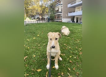 Welpe mit Handikap möchte eine Chance