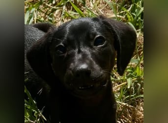 Glückskind Lilly sucht ihre Familie