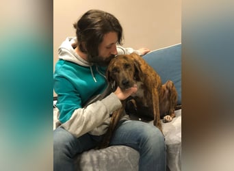 Sanfte Lisa wartet auf liebevolle Familie