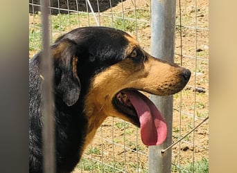 Kali - freundliches Hundemädchen sucht Körbchen