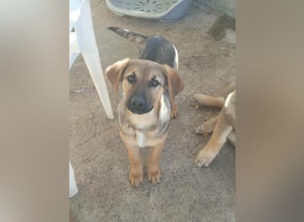 Zarte freundliche Hazel möchte ihre eigene Familie