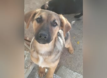 Zarte freundliche Hazel möchte ihre eigene Familie