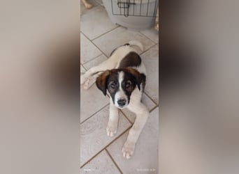 Menschenbezogener Luca sucht seine Familie