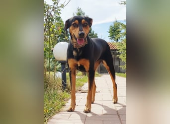 Kali - freundliches Hundemädchen sucht Körbchen