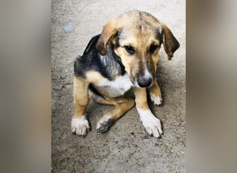 Naomi, wunderschöne Mischlingshündin