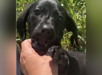 Glückskind Lilly sucht ihre Familie