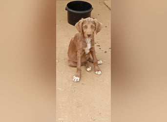 Kleine Chocolate sucht liebevolle Familie