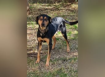 Kali - freundliches Hundemädchen sucht Körbchen