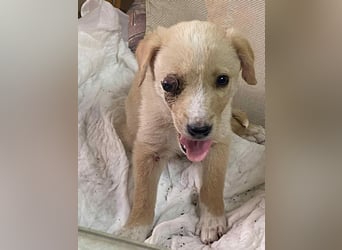 Welpe mit Handikap möchte eine Chance