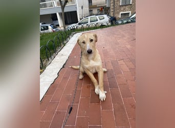 Odin - Kokoni Mix  möchte eine Chance