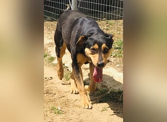 Kali - freundliches Hundemädchen sucht Körbchen