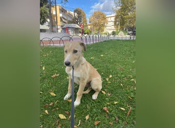 Welpe mit Handikap möchte eine Chance