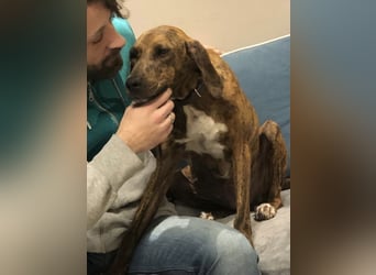 Sanfte Lisa wartet auf liebevolle Familie