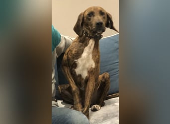 Sanfte Lisa wartet auf liebevolle Familie