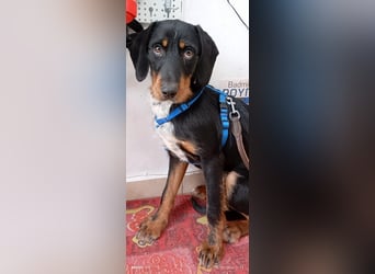 Lako, BrackenMix gibt die Hoffnung nicht auf