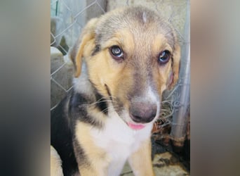 Naomi, wunderschöne Mischlingshündin