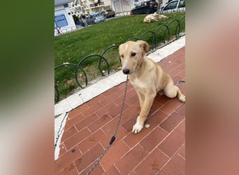 Odin - Kokoni Mix  möchte eine Chance