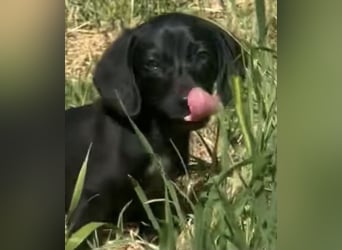 Glückskind Lilly sucht ihre Familie