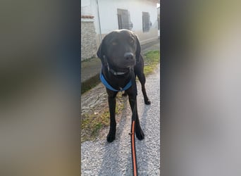 Black Phoebus ist hoffnungsvoll seine Familie hier zu finden