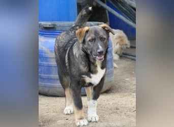 NEMO - zauberhafter Junghund sucht seine Familie