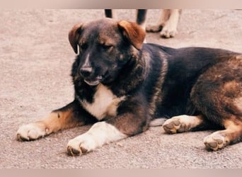 NEMO - zauberhafter Junghund sucht seine Familie